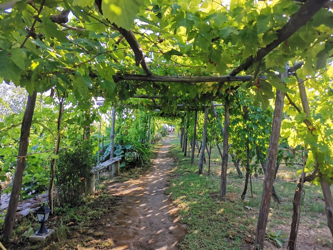 A picturesque pergola-covered pathway lined with lush grapevines creates a charming garden corridor at the property.